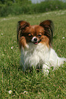 sitzender Papillon