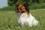 sitzender Papillon