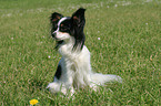 sitzender Papillon