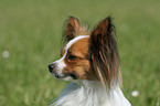 Papillon Portrait