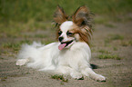 liegender Papillon