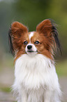 Papillon Portrait