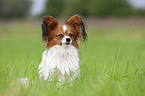 sitzender Papillon