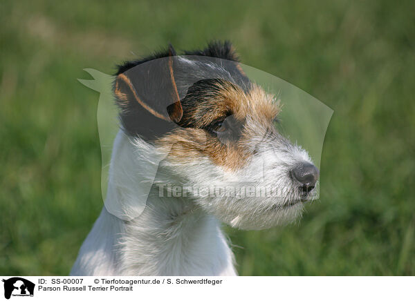 Parson Russell Terrier Portrait / Parson Russell Terrier Portrait / SS-00007