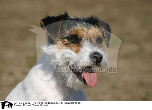 Parson Russell Terrier Portrait / Parson Russell Terrier Portrait / SS-00032