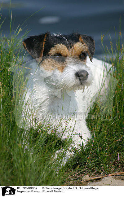 liegender Parson Russell Terrier / lying Parson Russell Terrier / SS-00059