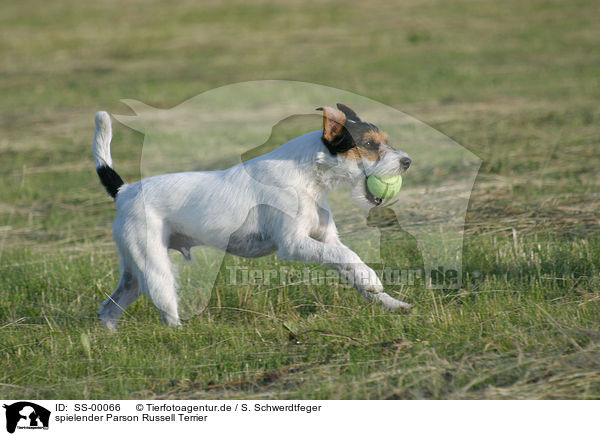 spielender Parson Russell Terrier / playing Parson Russell Terrier / SS-00066