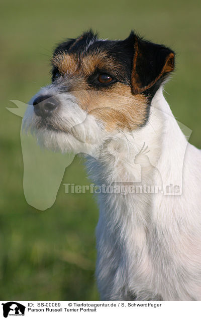 Parson Russell Terrier Portrait / Parson Russell Terrier Portrait / SS-00069