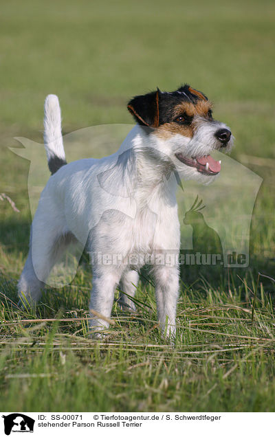 stehender Parson Russell Terrier / standing Parson Russell Terrier / SS-00071