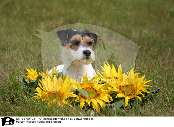 Parson Russell Terrier mit Blumen / Parson Russell Terrier with flowers / SS-00108