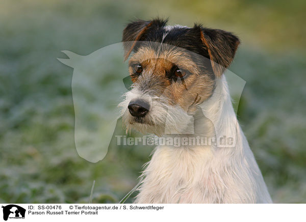 Parson Russell Terrier Portrait / Parson Russell Terrier Portrait / SS-00476
