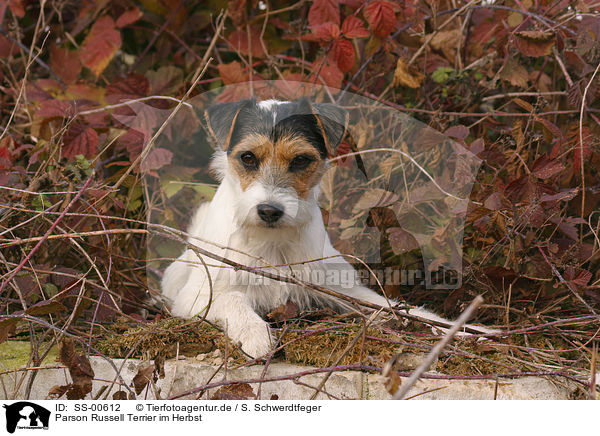 Parson Russell Terrier im Herbst / Parson Russell Terrier in the autumn / SS-00612