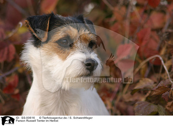 Parson Russell Terrier im Herbst / Parson Russell Terrier in the autumn / SS-00616