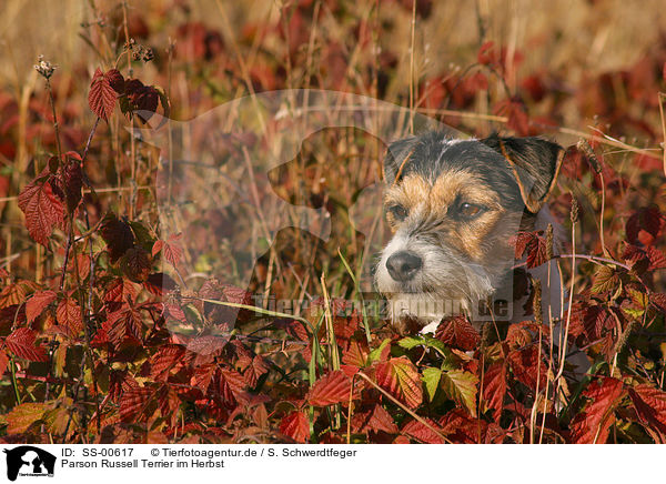 Parson Russell Terrier im Herbst / Parson Russell Terrier in the autumn / SS-00617