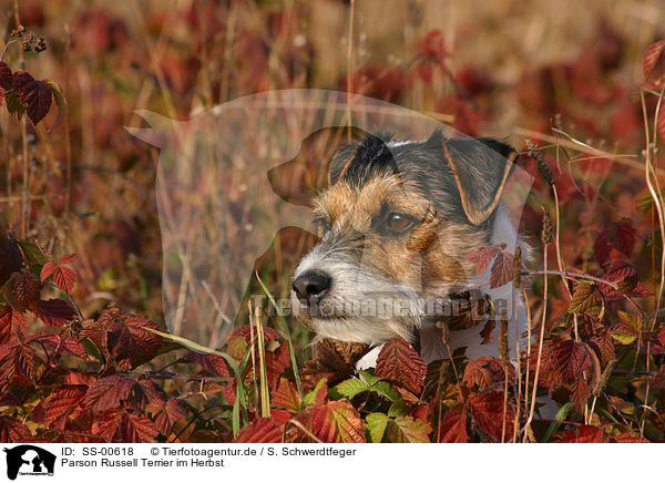 Parson Russell Terrier im Herbst / Parson Russell Terrier in the autumn / SS-00618