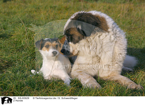 2 Hunde / 2 dogs / SS-00929