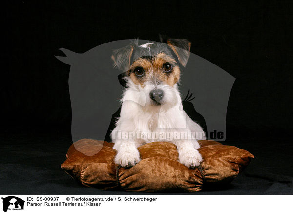 Parson Russell Terrier auf Kissen / Parson Russell Terrier on pillow / SS-00937