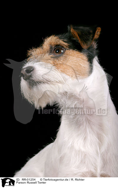 Parson Russell Terrier / Parson Russell Terrier / RR-01254