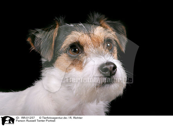 Parson Russell Terrier Portrait / RR-01257