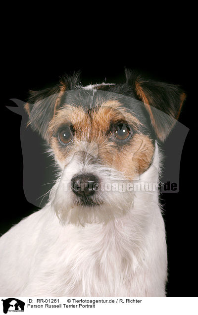 Parson Russell Terrier Portrait / Parson Russell Terrier Portrait / RR-01261