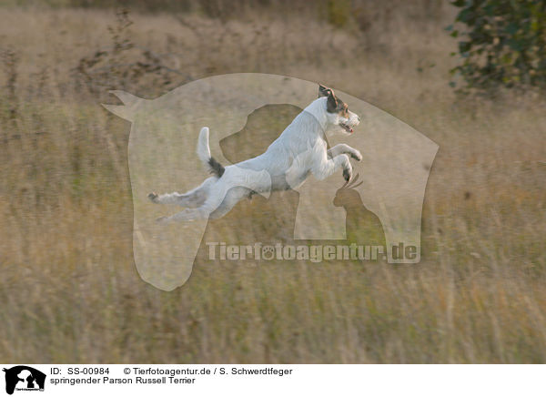 springender Parson Russell Terrier / jumping Parson Russell Terrier / SS-00984