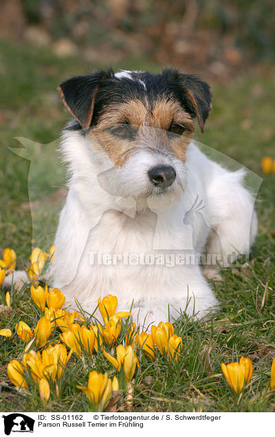 Parson Russell Terrier im Frhling / Parson Russell Terrier in spring / SS-01162
