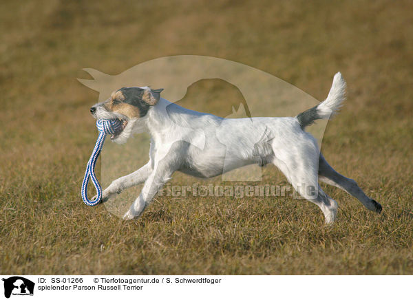 spielender Parson Russell Terrier / playing Parson Russell Terrier / SS-01266