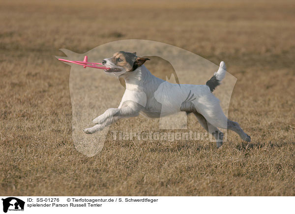 spielender Parson Russell Terrier / playing Parson Russell Terrier / SS-01276