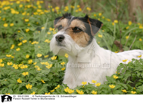 Parson Russell Terrier in Blumenwiese / Parson Russell Terrier in flower field / SS-01289