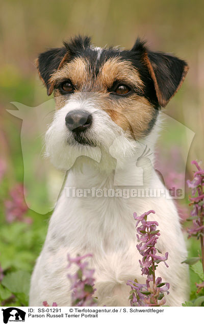 Parson Russell Terrier Portrait / Parson Russell Parson Russell Terrier Portrait / SS-01291