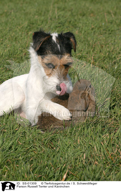 Parson Russell Terrier und Kaninchen / dog und rabbit / SS-01309