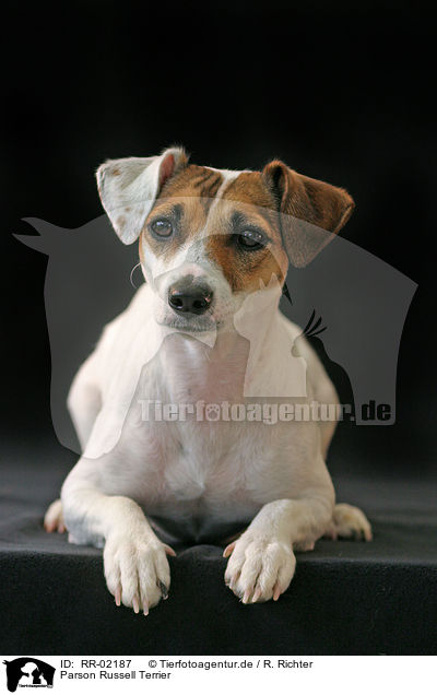 Parson Russell Terrier / Parson Russell Terrier / RR-02187