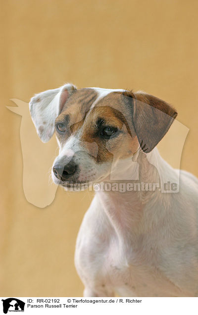 Parson Russell Terrier / Parson Russell Terrier / RR-02192