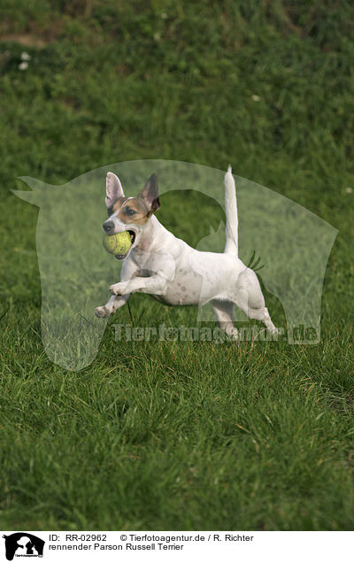 rennender Parson Russell Terrier / running Parson Russell Terrier / RR-02962