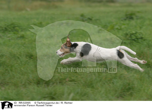 rennender Parson Russell Terrier / running Parson Russell Terrier / RR-02995