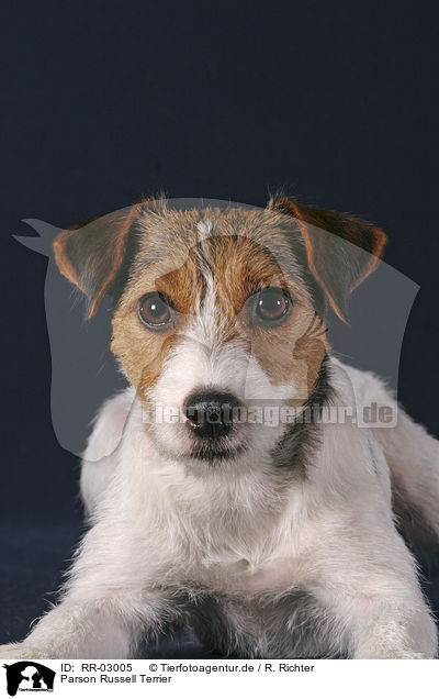 Parson Russell Terrier / Parson Russell Terrier / RR-03005