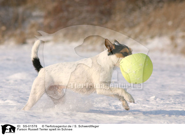 Parson Russell Terrier spielt im Schnee / Parson Russell Terrier plays in the snow / SS-01578
