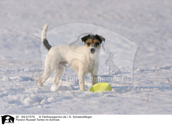 Parson Russell Terrier im Schnee / Parson Russell Terrier in the snow / SS-01579