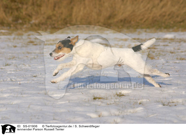 rennender Parson Russell Terrier / SS-01906