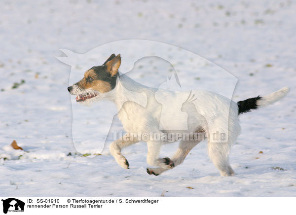 rennender Parson Russell Terrier / running Parson Russell Terrier / SS-01910