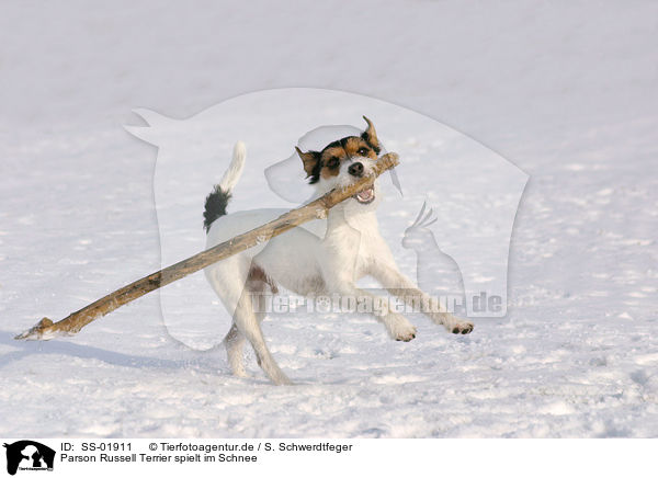 Parson Russell Terrier spielt im Schnee / SS-01911