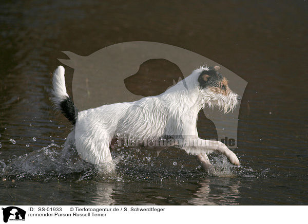 rennender Parson Russell Terrier / running Parson Russell Terrier / SS-01933
