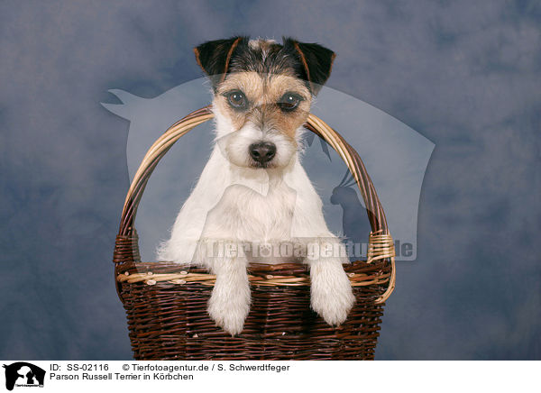 Parson Russell Terrier in Krbchen / SS-02116