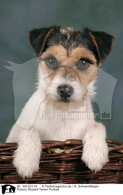 Parson Russell Terrier Portrait / SS-02119