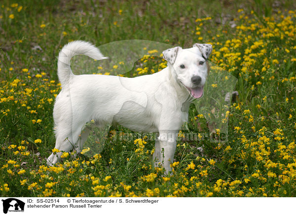 stehender Parson Russell Terrier / SS-02514