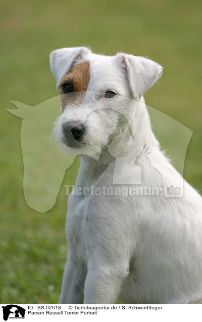 Parson Russell Terrier Portrait / Parson Russell Terrier Portrait / SS-02518
