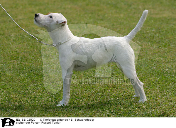 stehender Parson Russell Terrier / standing Parson Russell Terrier / SS-02520