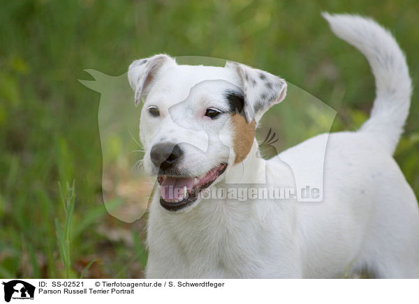 Parson Russell Terrier Portrait / Parson Russell Terrier Portrait / SS-02521