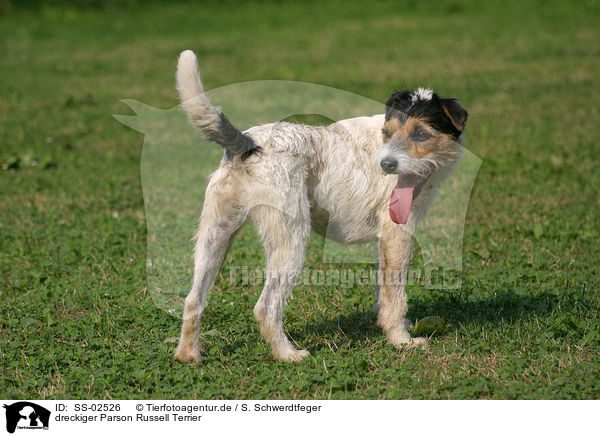 dreckiger Parson Russell Terrier / dirty Parson Russell Terrier / SS-02526