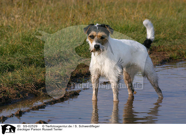 dreckiger Parson Russell Terrier / dirty Parson Russell Terrier / SS-02529